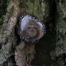 Load image into Gallery viewer, Ammonite Moon -- Fossil Red Ammonite in Bronze or Silver | Hibernacula