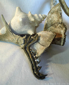 Predator -- White Brass Pendant | Hibernacula
